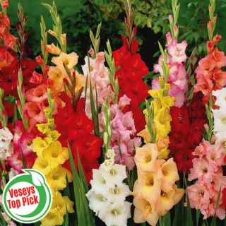 Cut Flower Gladiolus Garden Mix Thumbnail